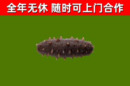 铜陵回收海参干